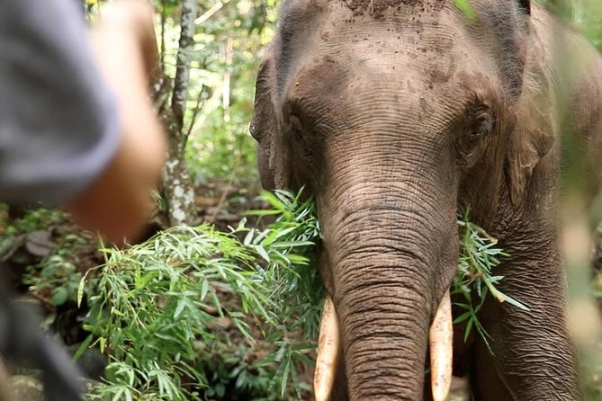 2-Day Kindred Spirit Elephant Sanctuary in Chiang Mai - Key points to know before booking