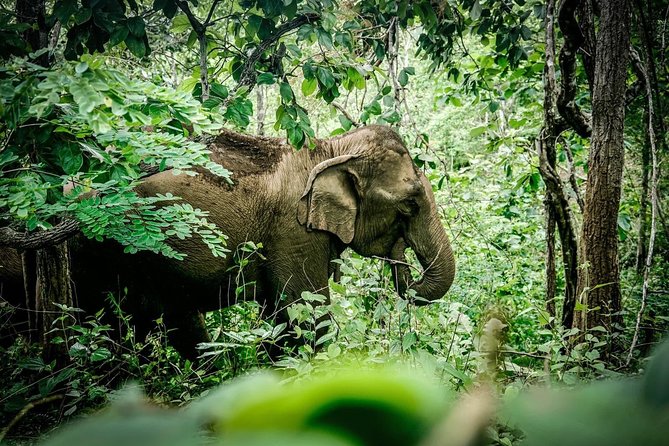 2-Day Kindred Spirit Elephant Sanctuary in Chiang Mai - A night in a Karen family home