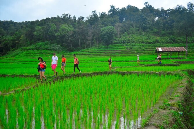 2 Days Hiking Tour in Chiang Mai - Four to five hours through jungle terrain