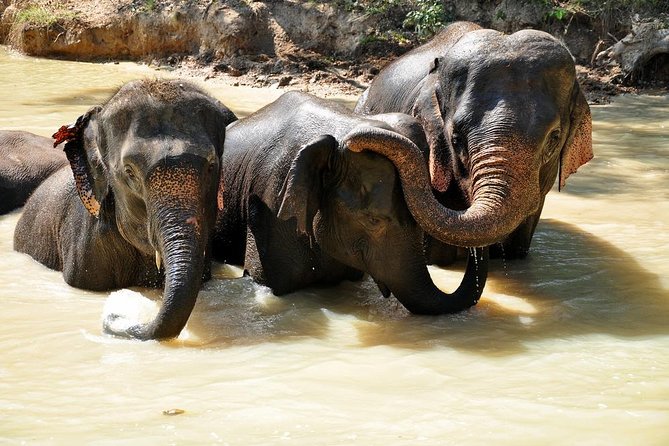 3-in-1: Doi Inthanon Tour, Elephant Sanctuary, and Trekking Trail - Reaching Thailand’s highest mountain