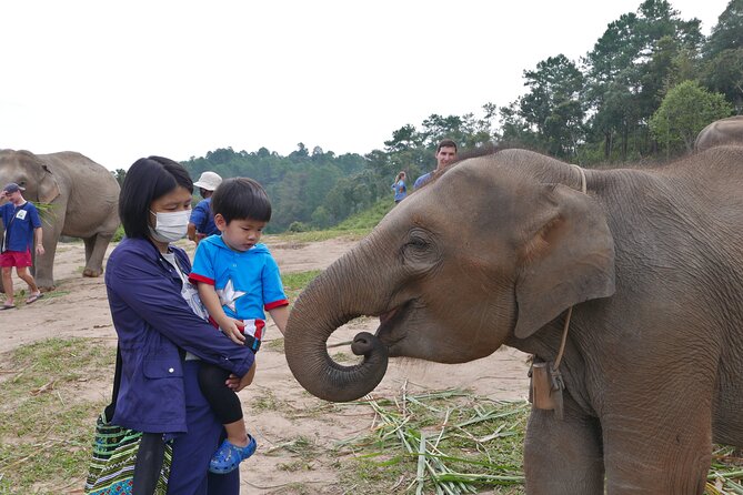 3-in-1: Doi Inthanon Tour, Elephant Sanctuary, and Trekking Trail - Meeting rescued elephants at Living Green Foundation