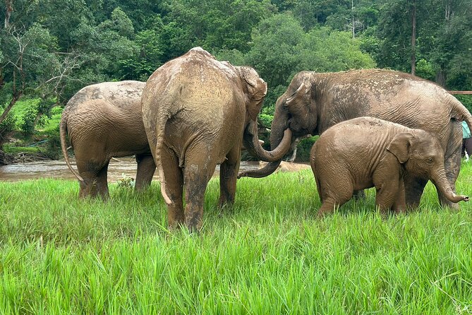 4 in 1 Elephants Long Neck Rafting and Sticky Waterfall Tour - Four Chiang Mai experiences in one long day