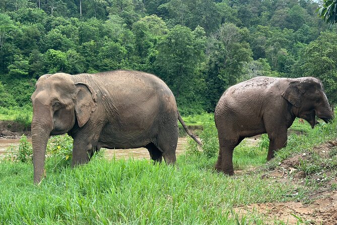 4 in 1 Elephants Long Neck Rafting and Sticky Waterfall Tour - Visiting the Karen Long Neck Village