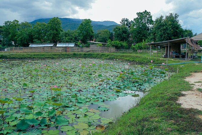 Aroidee’s Farm-Fresh Thai Cooking Experience - Why the $41.95 price can make sense