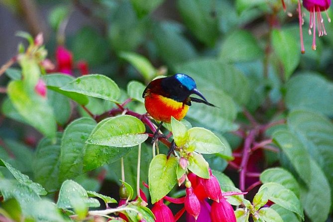 Bird Watching Doi Inthanon - Key points at a glance