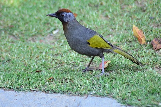 Bird Watching Doi Inthanon - The 5:00 to 5:30 a.m. pickup from Chiang Mai