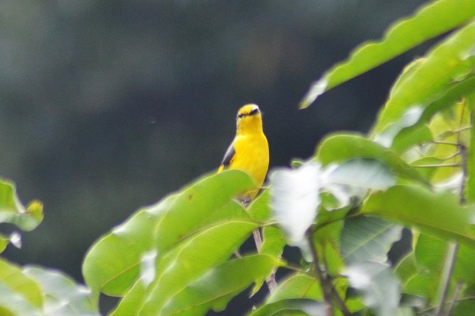 Bird Watching Doi Inthanon - Mid-mountain birding and the Karen village stop