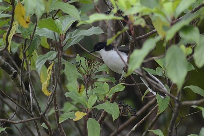 Bird Watching Doi Inthanon - Higher trails and the summit birding areas
