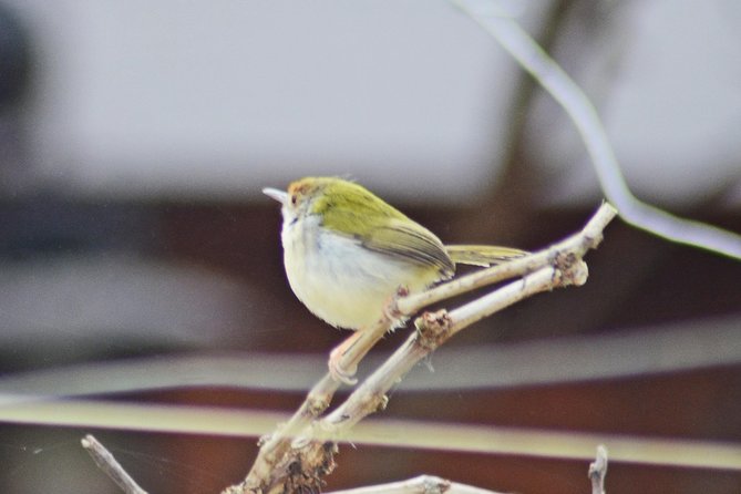 Bird Watching Doi Inthanon - The birds you may look for