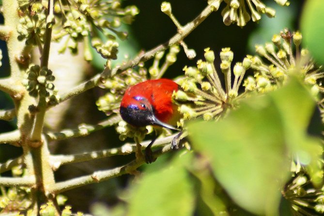 Bird Watching Doi Inthanon - Lunch after the morning search