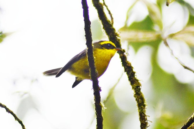Bird Watching Doi Inthanon - Returning to Chiang Mai by mid-afternoon