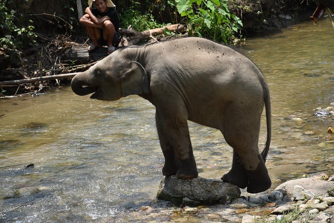 Care Pride Elephants: Full-Day Tour Experience - The morning pickup and mountain drive