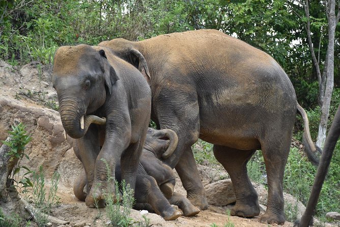 Care Pride Elephants: Full-Day Tour Experience - Walking uphill at the elephants’ pace