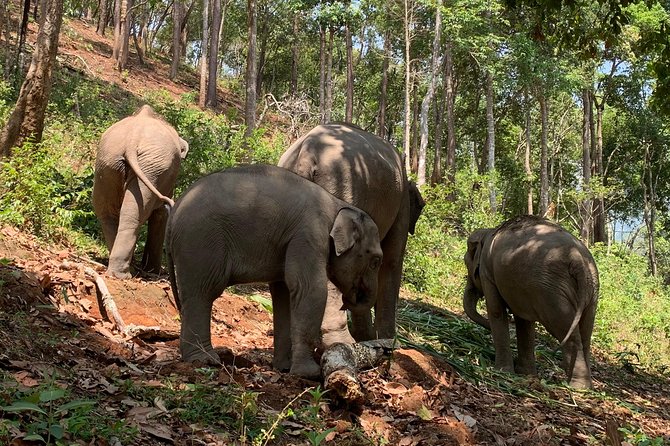 Care Pride Elephants: Full-Day Tour Experience - Mud, water, and the river rinse