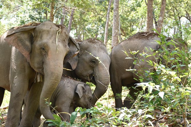 Care Pride Elephants: Full-Day Tour Experience - What the ethical claims mean in practice