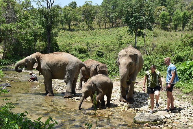Care Pride Elephants: Full-Day Tour Experience - Is $91.31 a fair price?