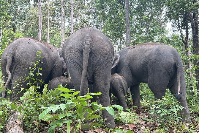 Chiang Mai 1 Day: Elephant Sanctuary, Waterfall & Bamboo Rafting - A full day beyond Chiang Mai