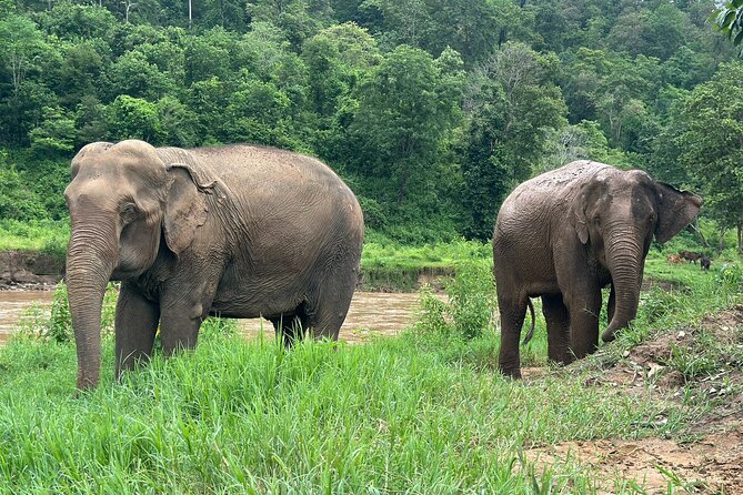 Chiang Mai 3 in 1 Zipline, Elephants and Sticky Waterfall - A Thai lunch that breaks up the action