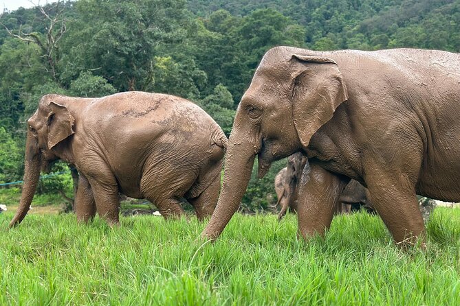 Chiang Mai 3 in 1 Zipline, Elephants and Sticky Waterfall - What the $120.06 price really covers