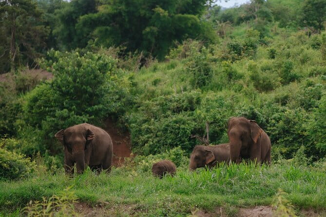 Chiang Mai 4 in 1 : 2 days - 1 Nights. Elephants Camp + Adventure - Day two: trekking toward elephants and waterfall bathing