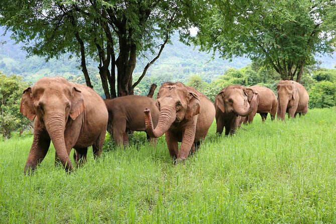 Chiang Mai ATV White Water Rafting and Elephant Sanctuary Full-Day Trip - ATV riding near Ban Kang Kud