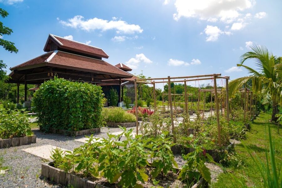 Chiang Mai: Authentic Cooking Class with Market & Farm Visit - Walking Grandma’s Organic Farm