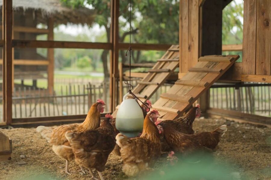 Chiang Mai: Authentic Cooking Class with Market & Farm Visit - Cooking Thai Food at Your Own Station