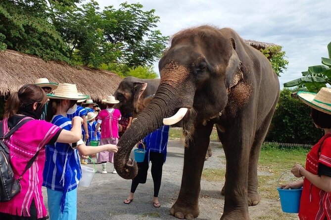 Chiang Mai Chapulin Elephant Care and Sticky Waterfall - Key points to know before booking
