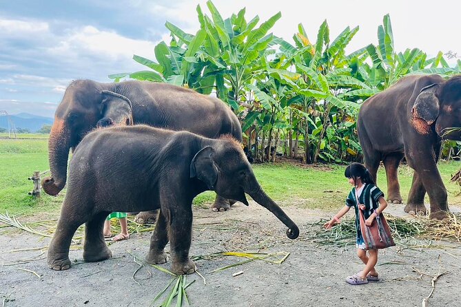 Chiang Mai Chapulin Elephant Care and Sticky Waterfall - Chapulin’s countryside setting near Chiang Mai