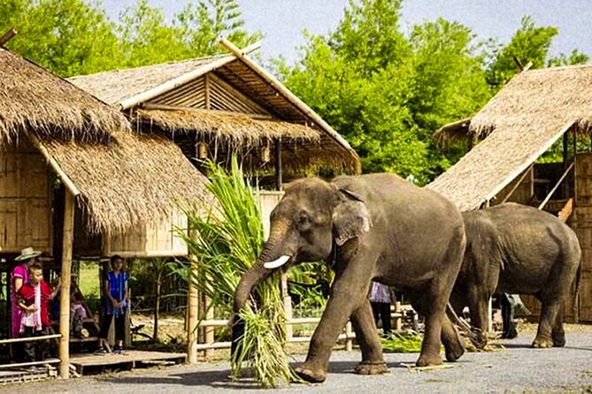 Chiang Mai Chapulin Elephant Care and Sticky Waterfall - What the $38.72 price really covers