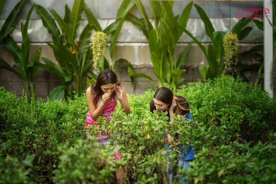 Chiang Mai: Cooking Class with Organic Farm at Mama Noi - Should you book this Thai cooking class?