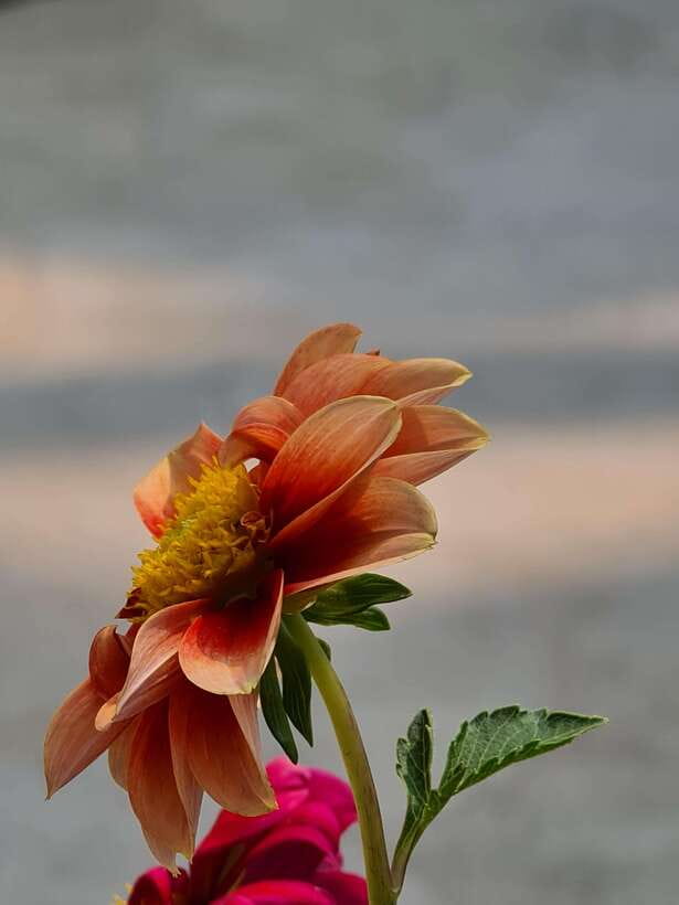 Chiang Mai: Dantewada Land of Angels & Sticky Waterfall Tour - Who will enjoy this tour most