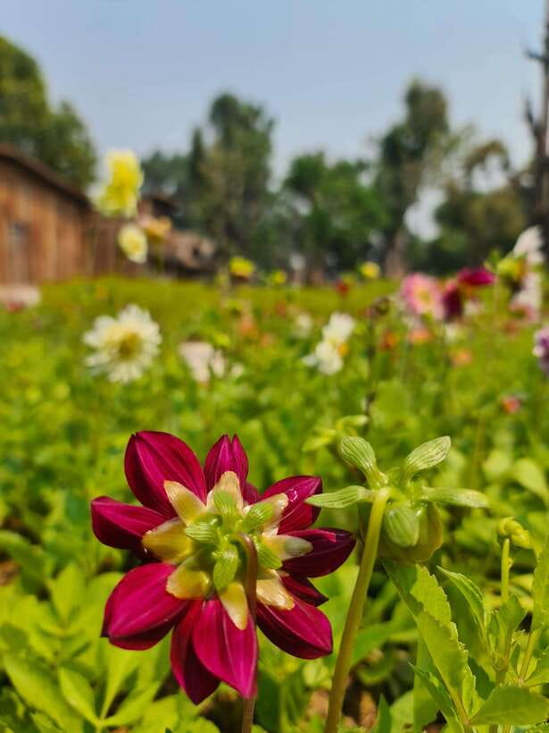 Chiang Mai: Dantewada Land of Angels & Sticky Waterfall Tour - FAQ