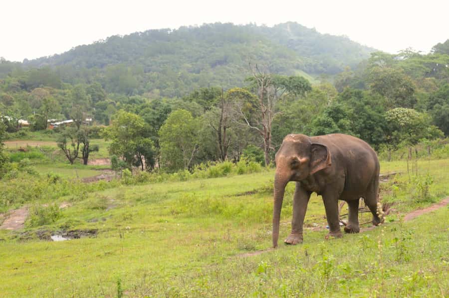 Chiang Mai: Day for Elephant Observation Only Half-day Trip - Practical tips for a smoother day