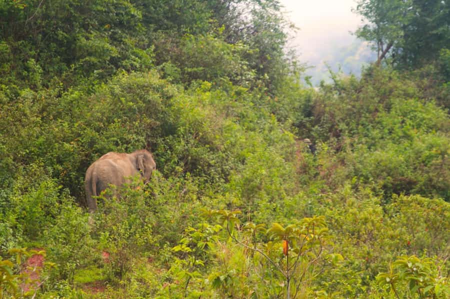 Chiang Mai: Day for Elephant Observation Only Half-day Trip - The ride from Chiang Mai to the sanctuary