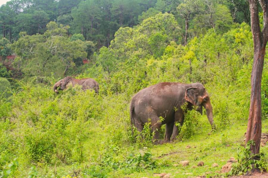 Chiang Mai: Day for Elephant Observation Only Half-day Trip - Preparing natural food and vitamin balls