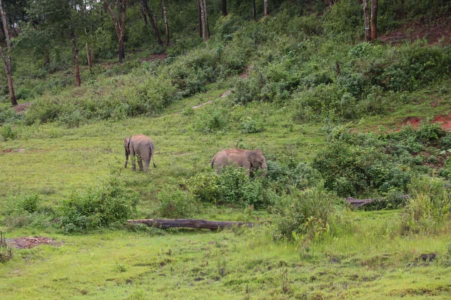 Chiang Mai: Day for Elephant Observation Only Half-day Trip - Watching four elephants choose their own pace
