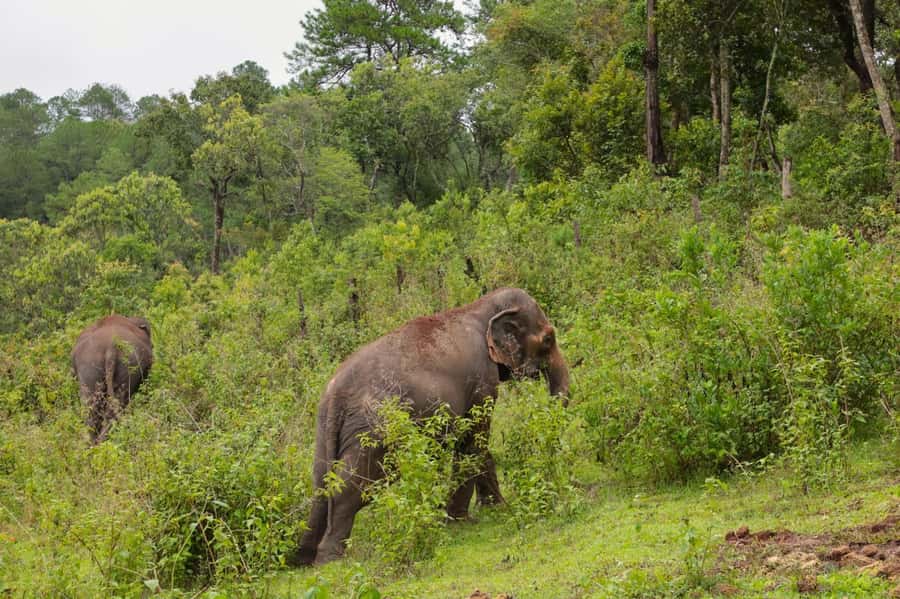 Chiang Mai: Day for Elephant Observation Only Half-day Trip - Cooking Pad Thai with the elephants nearby