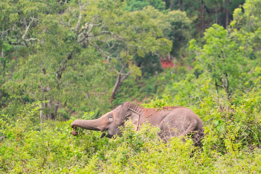 Chiang Mai: Day for Elephant Observation Only Half-day Trip - What the $46 price includes
