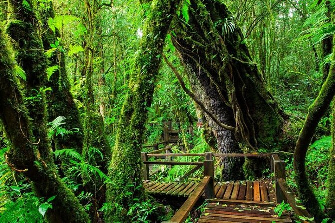 Chiang Mai - Doi Inthanon Full day Tour - The Twin Royal Pagodas are the visual centerpiece