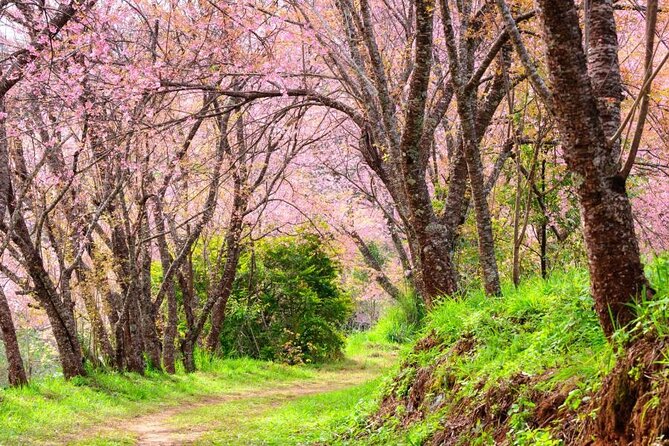 Chiang Mai - Doi Inthanon Full day Tour - Doi Inthanon gives you altitude without a hard climb
