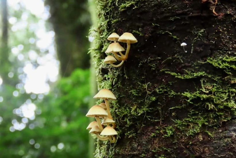 Chiang Mai: Doi Inthanon National Park and Kew Mae Pan Tour - Who should book this tour?