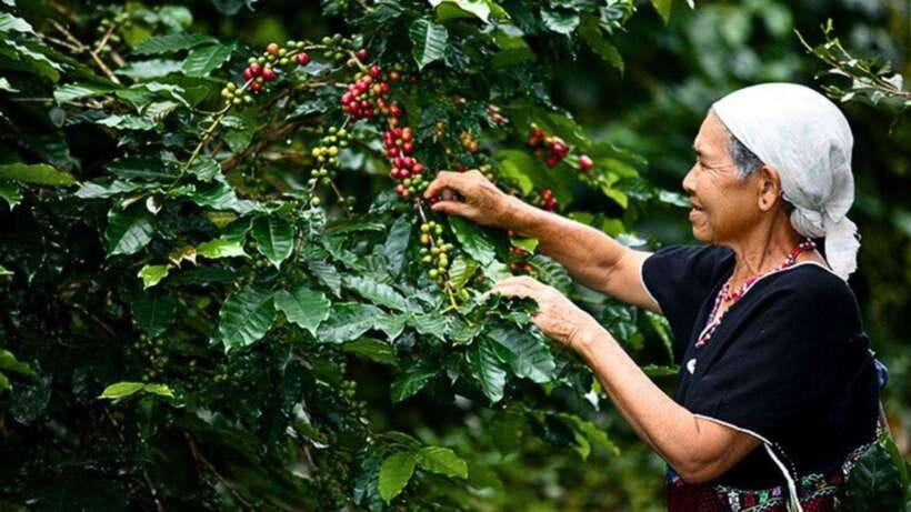 Chiang Mai: Doi Inthanon National Park Sightseeing Only - Why Doi Inthanon makes a good day out from Chiang Mai