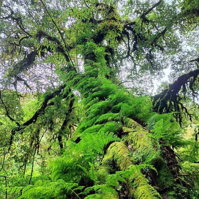 Chiang Mai: Doi Inthanon National Park & Waterfall Day Tour - Key points to know before booking