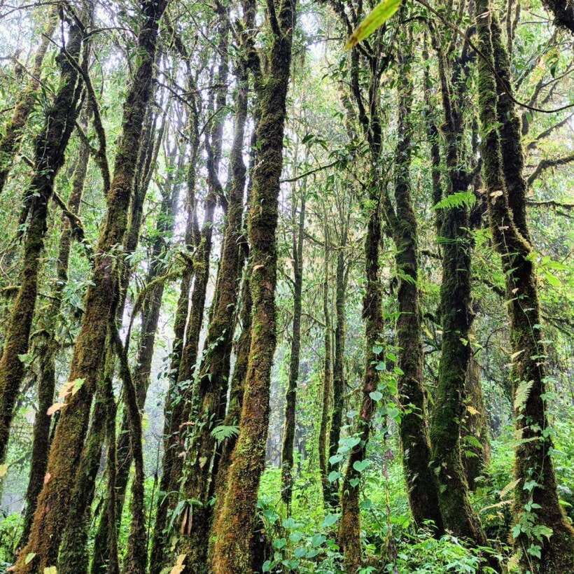 Chiang Mai: Doi Inthanon National Park & Waterfall Day Tour - Guides, vehicles, and group size