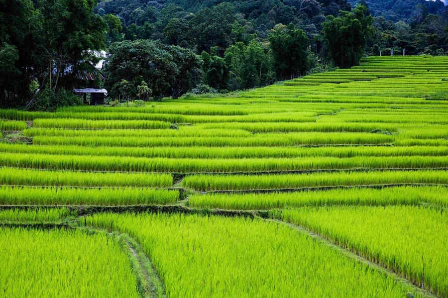 Chiang Mai: Doi Inthanon National Park, Waterfall & Lunch - Is the $37 price good value?