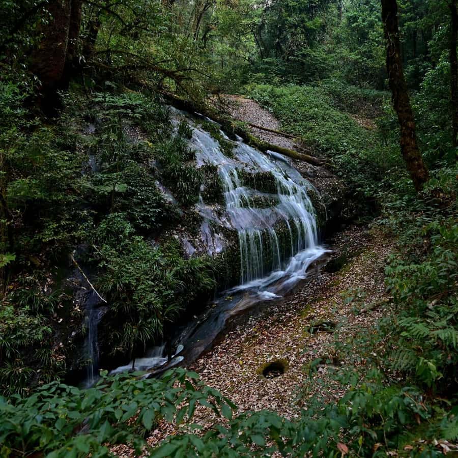 Chiang Mai: Doi Inthanon National Park, Waterfall & Lunch - The King and Queen Pagodas