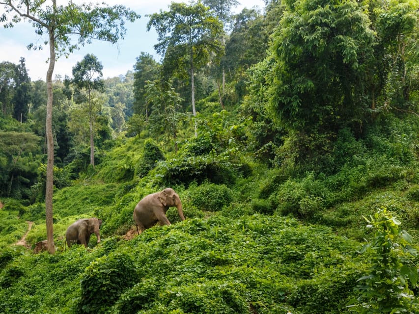 Chiang Mai: Doi Inthanon Park and Pha Dok Siew Trail Trek - Key points to know before booking
