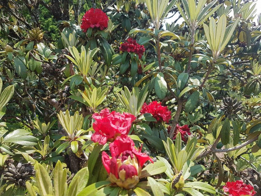 Chiang Mai: Doi Inthanon Park Day Trip with Kiw Mae Pan Hike - What $61 includes, and where the value lies