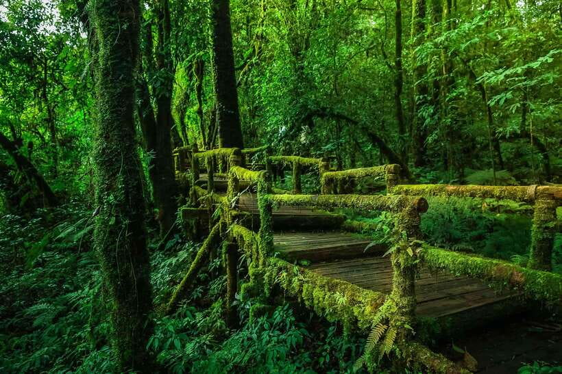 Chiang Mai: Doi Inthanon Park Tour & Kew Mae Pan Trail Hike - Thailand’s highest point